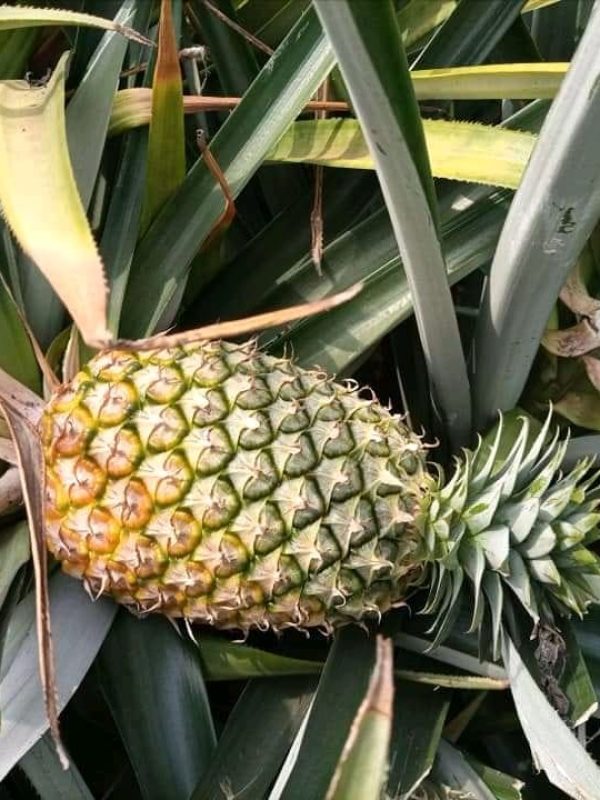 ananas